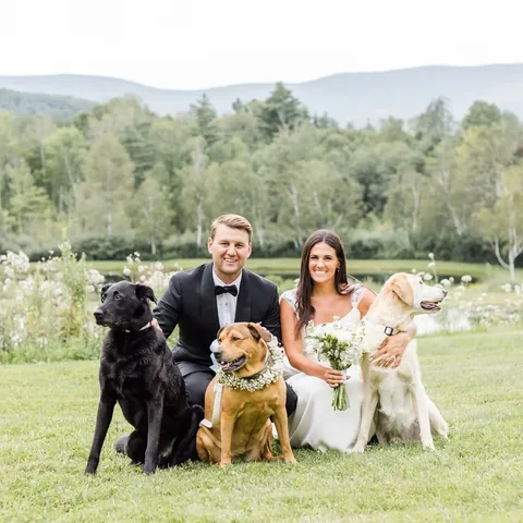 Knox & Bear + Harper | Boston Rescue Dogs Instagram post thumbnail
