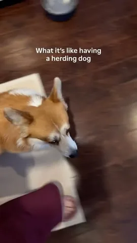 lacorgi Instagram post about Corgi ownership expectations