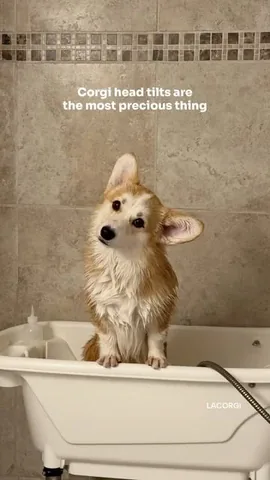 lacorgi Instagram post about Corgi head tilts