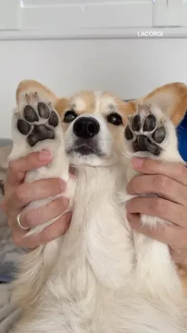 lacorgi Instagram post about Paw pad grooming