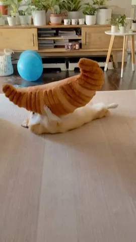lacorgi Instagram post about Corgi treat moment