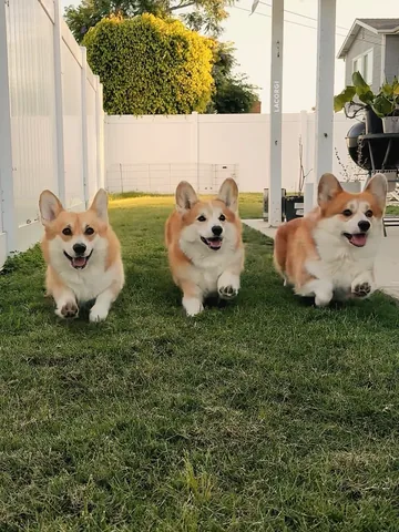 lacorgi Instagram post about Corgi appreciation