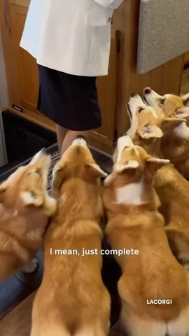 lacorgi Instagram post about Multi dog corgi ownership