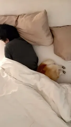lacorgi Instagram post about Dog sleeping behavior