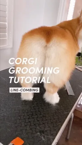 lacorgi Instagram post about Corgi grooming