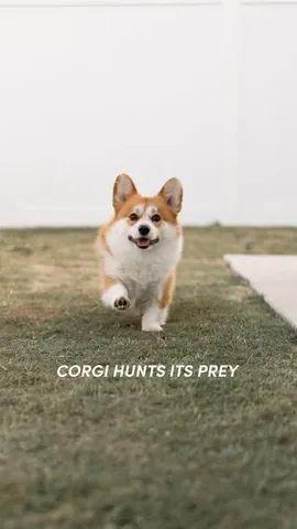 lacorgi Instagram post about Corgi play behavior