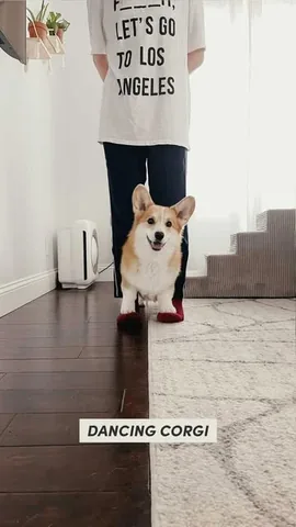 lacorgi Instagram post about Corgi entertainment