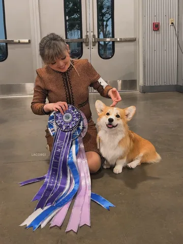 lacorgi Instagram post about Corgi dog show achievement