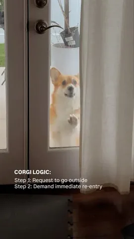 lacorgi Instagram post about Dog behavior