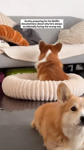 lacorgi Instagram post about Unexplained dog behavior