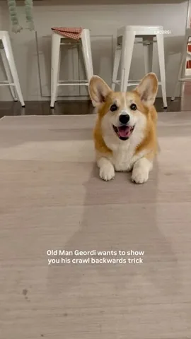 lacorgi Instagram post about Senior corgi appreciation