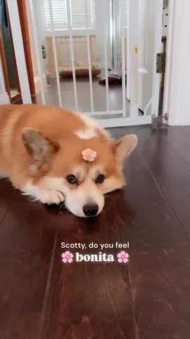 lacorgi Instagram post about Corgi companionship
