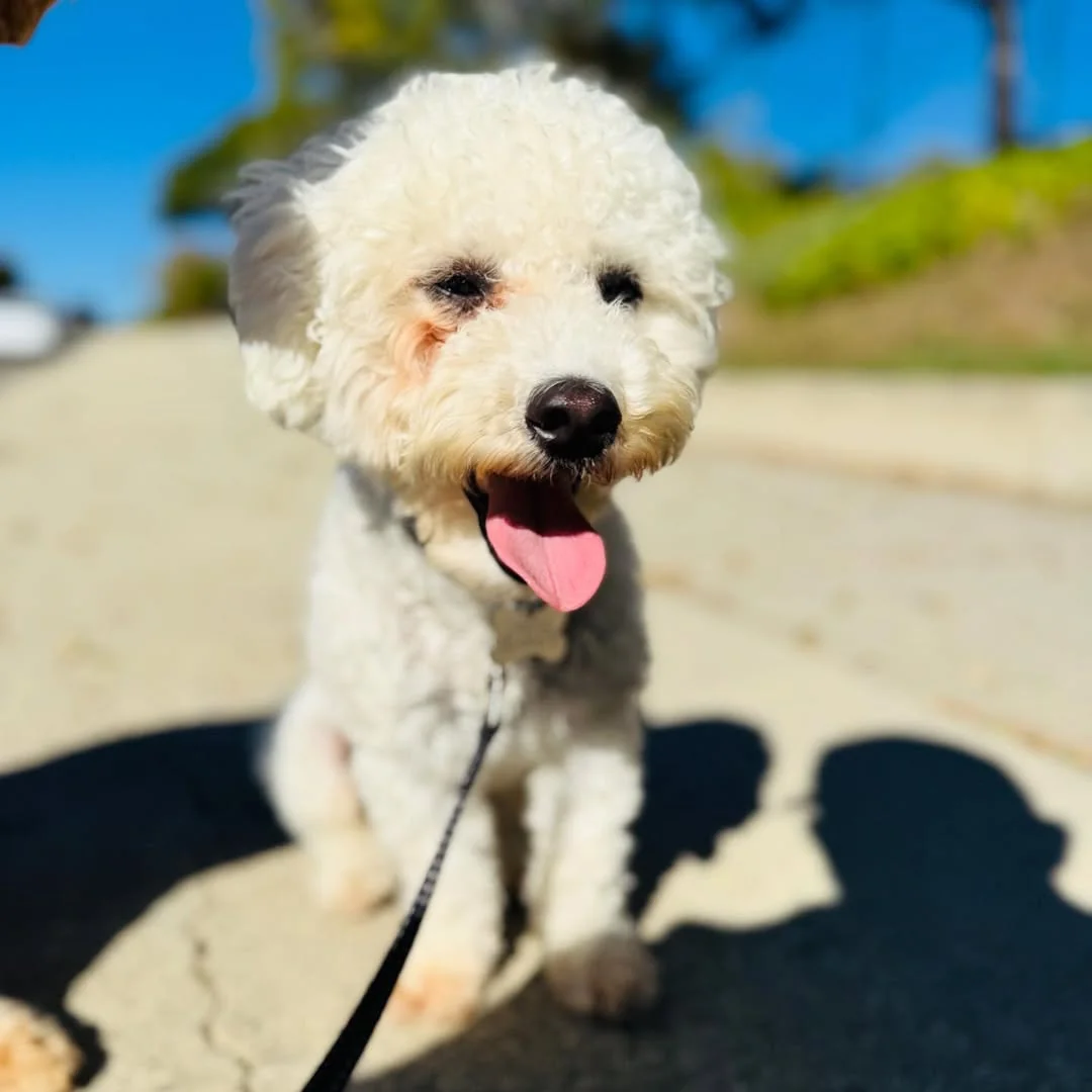 lasamsanchez Instagram post about New family pet