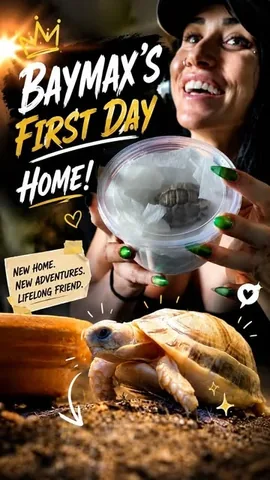 laurenforshehulk Instagram post about Egyptian tortoise care