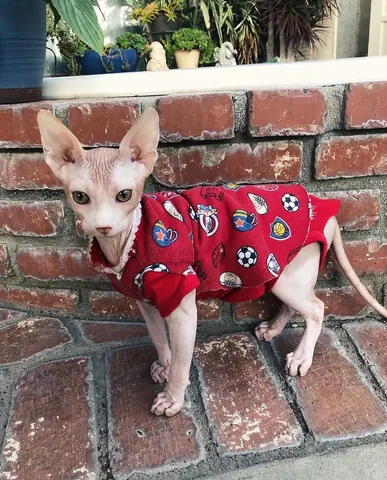 laviishlily Instagram post about Pet cat