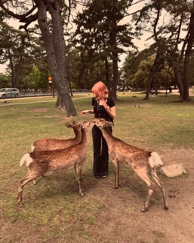 ldshadowlady Instagram post about Nara deer