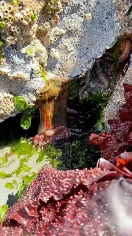 lessthandomesticgoddess Instagram post about Tide pooling