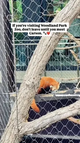 lessthandomesticgoddess Instagram post about Woodland Park Zoo animals
