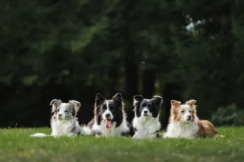 lifewithcollies Instagram post about Border Collie event