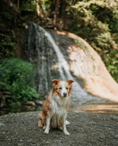 lifewithcollies Instagram post about Dog in nature