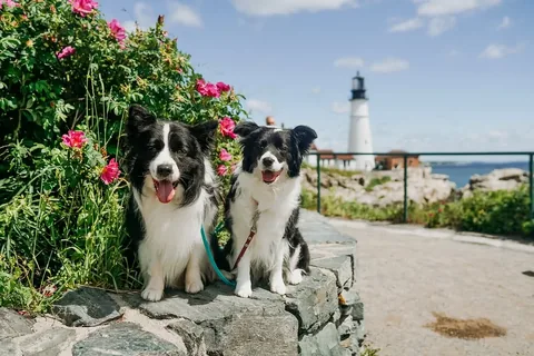lifewithcollies Instagram post about Traveling with dogs