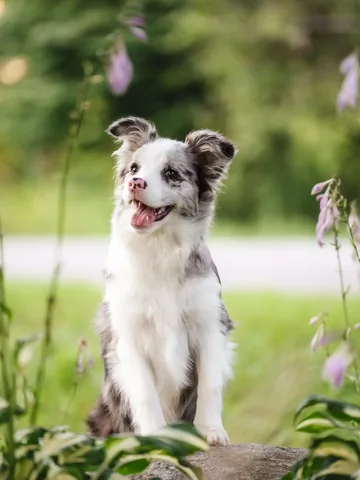 lifewithcollies Instagram post about Puppy dog shows