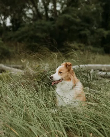 lifewithcollies Instagram post about Everyday moments with dog
