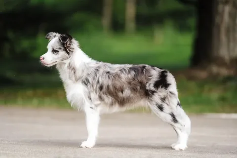 lifewithcollies Instagram post about Border Collie puppy