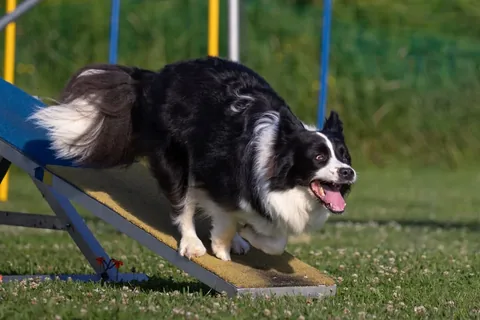 lifewithcollies Instagram post about Dog agility