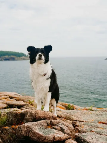 lifewithcollies Instagram post about Summer heat and ocean outing