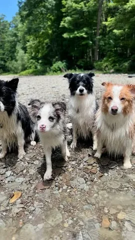 lifewithcollies Instagram post about Dog swimming