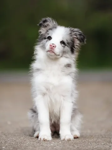 lifewithcollies Instagram post about Puppy growth