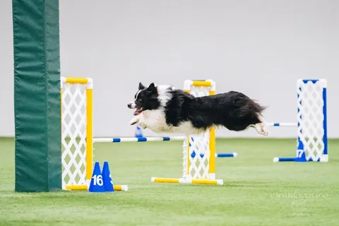 lifewithcollies Instagram post about Dog agility