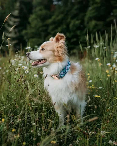 lifewithcollies Instagram post about Bond with longtime dog