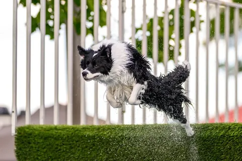 lifewithcollies Instagram post about Dock diving