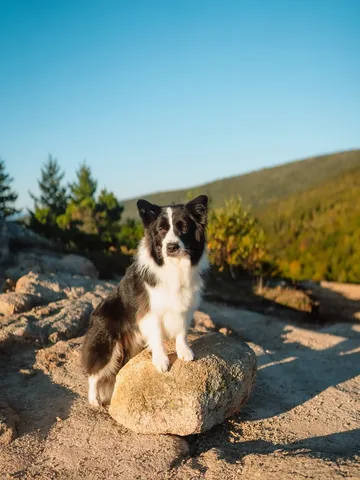 lifewithcollies Instagram post about Autumn at Acadia National Park