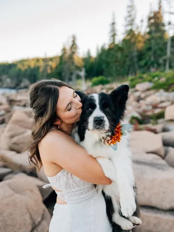 lifewithcollies Instagram post about Dog at wedding
