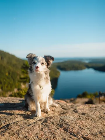 lifewithcollies Instagram post about Puppy mountain adventure