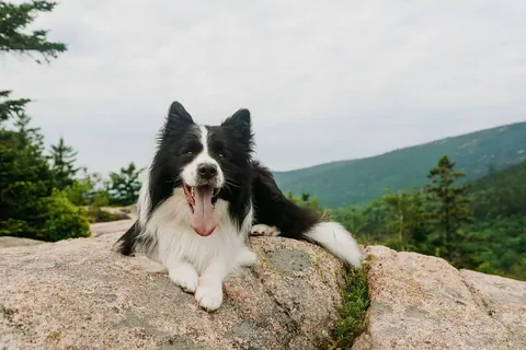 lifewithcollies Instagram post about Dog adventure