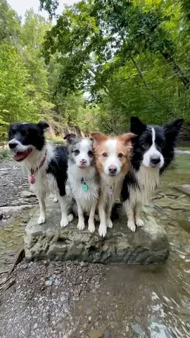 lifewithcollies Instagram post about Dog lifestyle