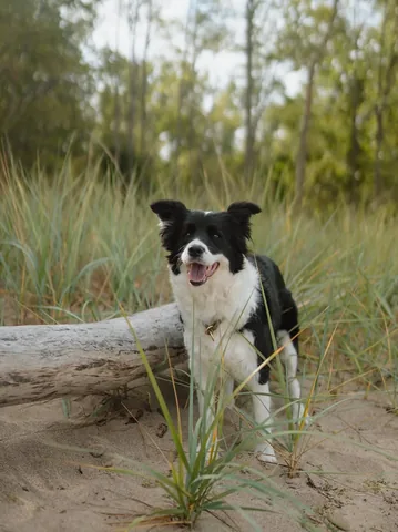 Storyline Border Collies Instagram post thumbnail