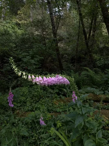 _lisaolivera Instagram post about Presence and embodiment