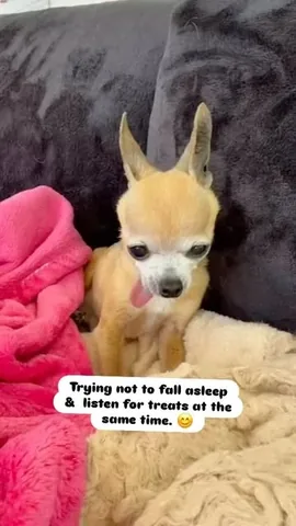 littleboogieshoes Instagram post about Boogie sleeping
