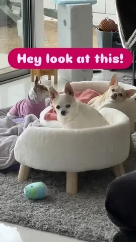 littleboogieshoes Instagram post about Weekend pet activities