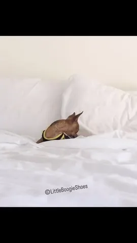 littleboogieshoes Instagram post about Boogie food motivation