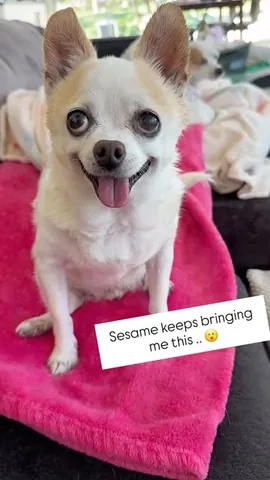 littleboogieshoes Instagram post about Boogie remembrance