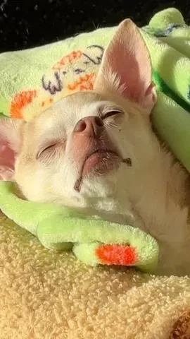 littleboogieshoes Instagram post about Chihuahua behavior