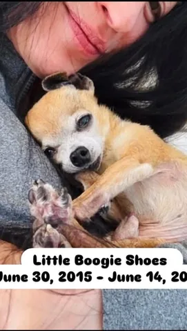 littleboogieshoes Instagram post about Boogie’s memorial