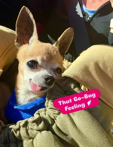 littleboogieshoes Instagram post about Boogie’s car rides