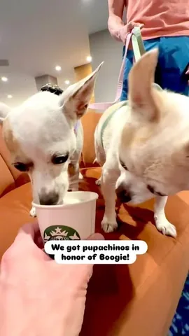 littleboogieshoes Instagram post about Puppachino tribute